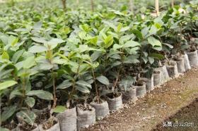 油茶栽种季节到,品种搭配与种植补贴全攻略