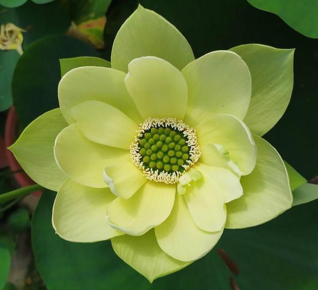 碗莲种植养护全攻略,正当时节不容错过